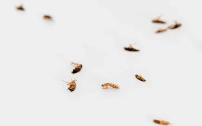 Como Acabar com Infestação de Baratas Francesinhas em Casa