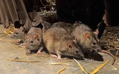 Desratização: Como Proteger Sua Casa de Ratos e Outras Pragas